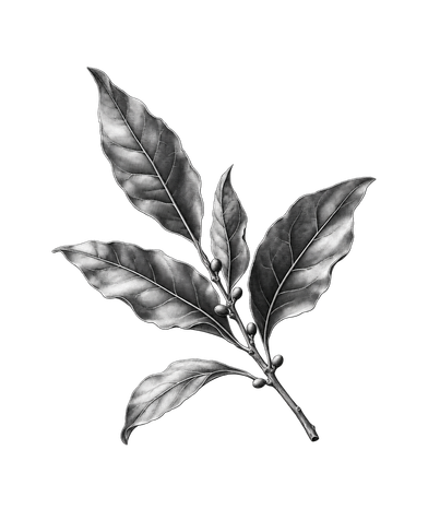 月桂樹