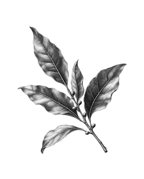 月桂樹