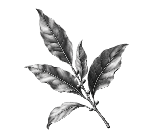 月桂樹